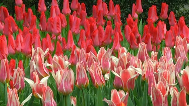Field of pink and red tulips