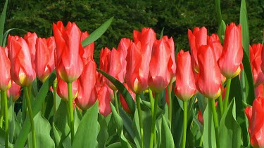 Field of red tulips in the Netherlands