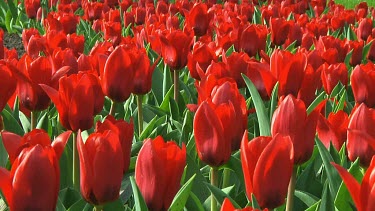 Field of red tulips in the Netherlands