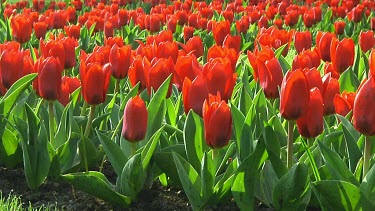 Field of red tulips in the Netherlands