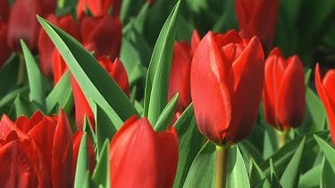 Field of red tulips in the Netherlands