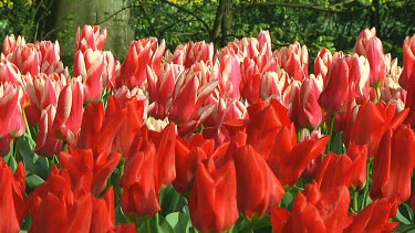 Field of pink and red tulips