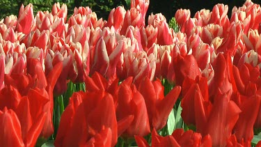 Field of pink and red tulips