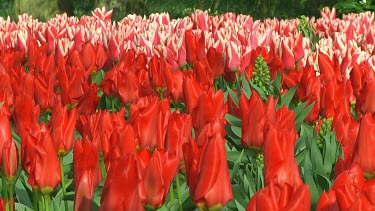 Field of pink and red tulips