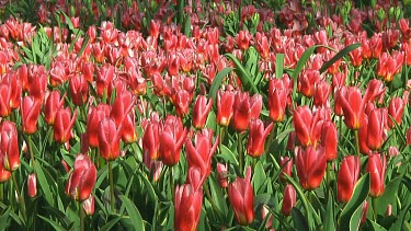 Field of red tulips in the Netherlands