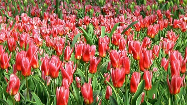 Field of red tulips in the Netherlands
