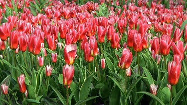 Field of red tulips in the Netherlands