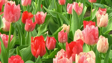 Small group of red, pink and white tulips in the Netherlands