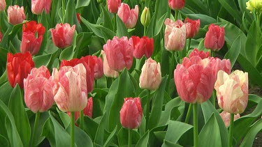 Small group of red, pink and white tulips in the Netherlands