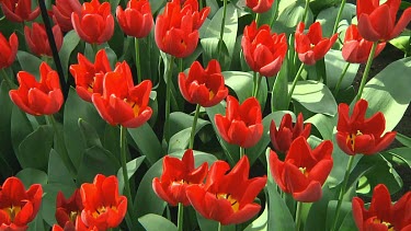Field of red tulips in the Netherlands