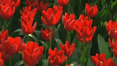 Field of red tulips in the Netherlands