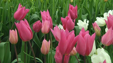 Small group of white and pink tulips in the Netherlands