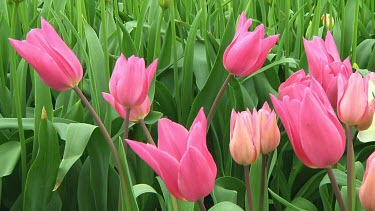 Small group of white and pink tulips in the Netherlands