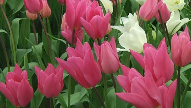 Small group of white and pink tulips in the Netherlands