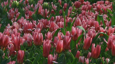 Small field of purple tulips in the Netherlands