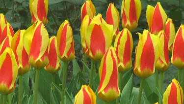 Red and yellow tulips in Holland