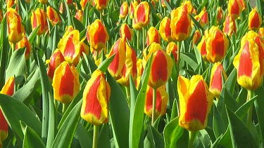 Red and yellow tulips in Holland