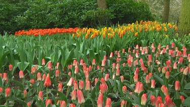 Field of mixed tulips in the Netherlands
