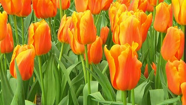 Orange tulips in the Netherlands