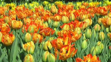 Field of double orange tulips in Holland