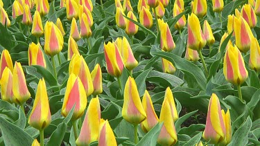 Red and yellow tulips in the Netherlands