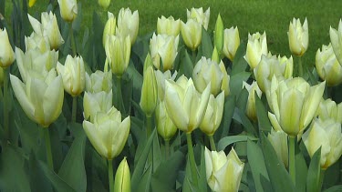 Small group of white tulips