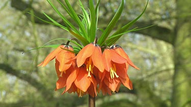 Orange fritillarias in the Netherlands