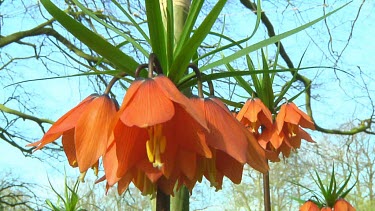 Orange fritillarias in the Netherlands