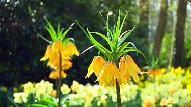 Orange fritillarias in the Netherlands