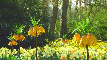 Orange fritillarias in the Netherlands