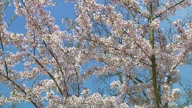 Pink and white flowers on a prunus