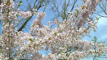 Pink and white flowers on a prunus