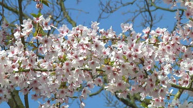 Pink and white flowers on a prunus