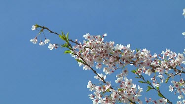 Pink and white flowers on a prunus