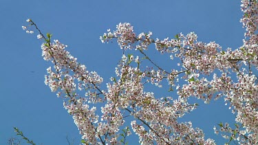 Pink and white flowers on a prunus