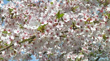 Pink and white flowers on a prunus