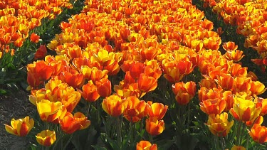 Field of orange tulips in Holland