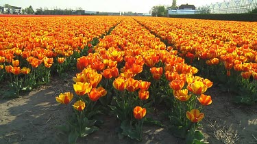 Field of orange tulips in Holland