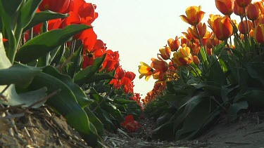 Field of red and orange tulips in the Netherlands