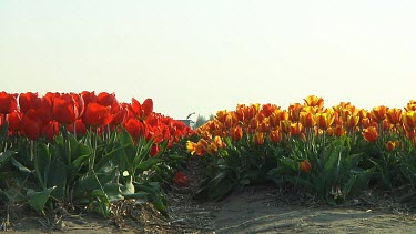 Field of red and orange tulips in the Netherlands