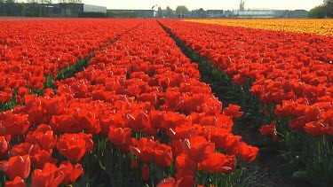 Field of red tulips in the Netherlands