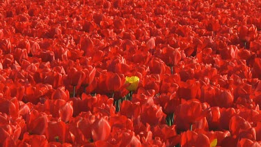 Field of red tulips in the Netherlands