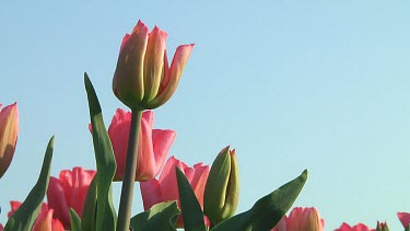 Close-up of a single pink tulip