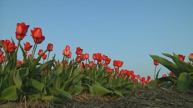 Field of red tulips in the netherlands