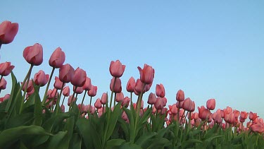 Field of pink tulips in Holland