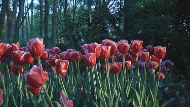 Red and white tulips in the early morning light in Holland