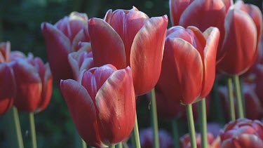 Red and white tulips in the early morning light in Holland