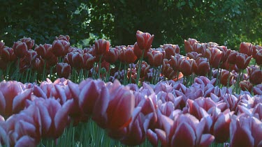 Red and white tulips in the early morning light