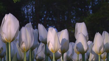 White tulips in the early morning light