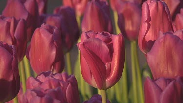 Small group of purple tulips in the early morning sun